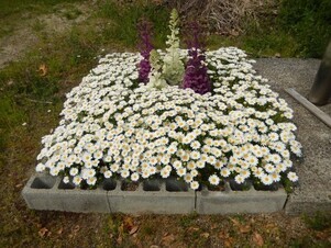 祇園公民館の花壇の写真4