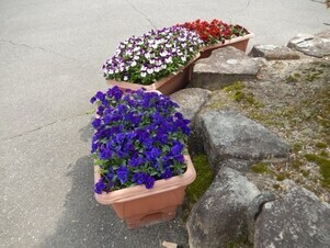 祇園公民館の花壇の写真4