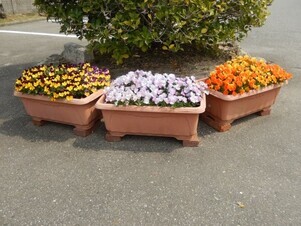 祇園公民館の花壇の写真4