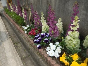 祇園公民館の花壇の写真4