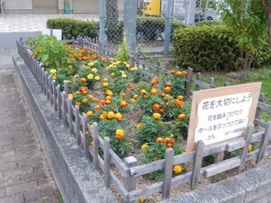 山本第5公園の花壇の写真1