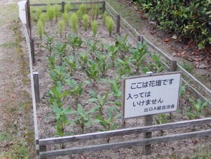 山本第5公園の花壇の写真1