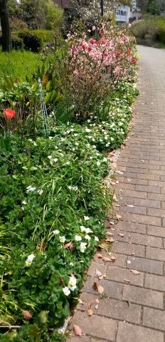 古市三丁目15の花壇の写真