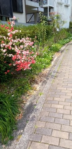 古市三丁目15の花壇の写真2