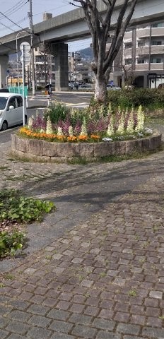 中須1丁目17の花壇の写真