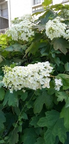 古市三丁目14の花壇の写真