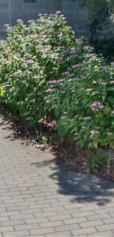 古市三丁目15の花壇の写真
