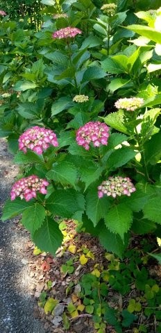 古市三丁目15の花壇の写真2