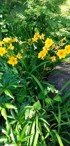 古市三丁目15の花壇の写真2