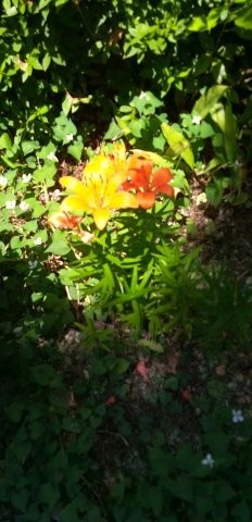 古市三丁目15の花壇の写真2