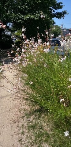 安川緑道2の花壇の写真2