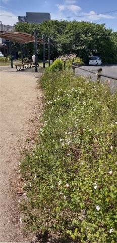 西原5丁目3の花壇の写真1