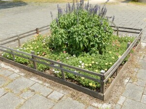 祇園一丁目13の花壇の写真
