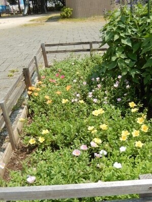 祇園一丁目13の花壇の写真