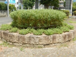 中須1丁目17の花壇の写真