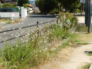 西原5丁目3の花壇の写真1