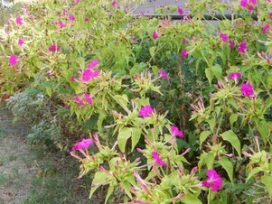 安川緑道2の花壇の写真2