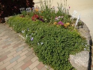 祇園保育園前の花壇の写真2