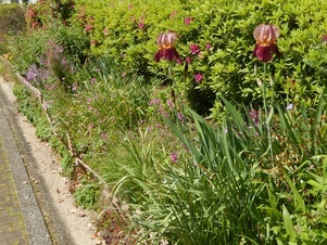 古市三丁目14の花壇の写真