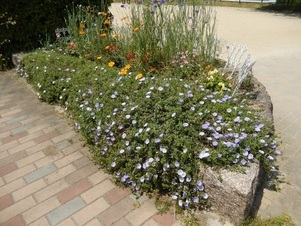 祇園保育園前の花壇の写真1