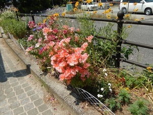 西原5丁目3の花壇の写真1