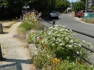 西原五丁目3の花壇の写真2
