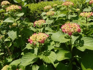 古市三丁目15の花壇の写真