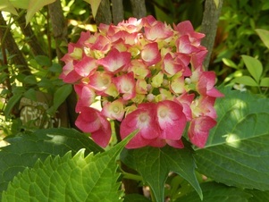 古市三丁目15の花壇の写真2
