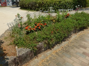 祇園保育園前の花壇の写真2