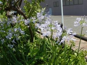 西原五丁目3の花壇の写真2