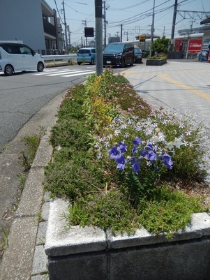 JR古市橋駅前の花壇の写真