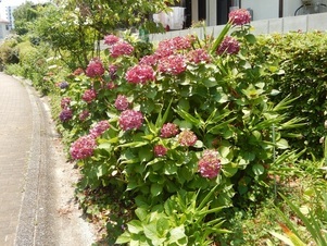 古市三丁目15の花壇の写真