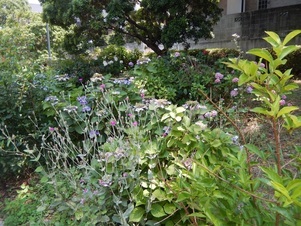 古市三丁目15の花壇の写真2