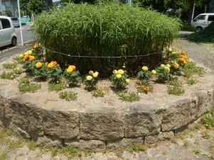 中須一丁目19の花壇の写真2