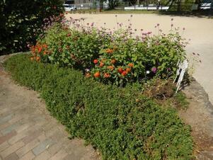 祇園保育園前の花壇の写真2