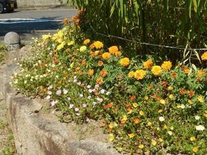 中須一丁目19の花壇の写真2