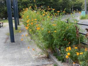 西原5丁目3の花壇の写真1