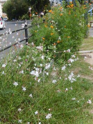 安川緑道2の花壇の写真2
