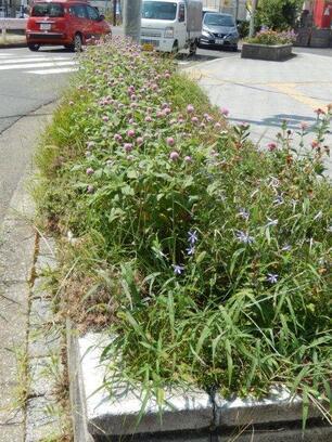 JR古市橋駅前の花壇の写真