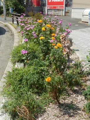 JR古市橋駅前の花壇の写真2