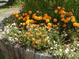 中須一丁目13の花壇の写真2