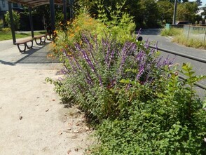 西原5丁目3の花壇の写真1