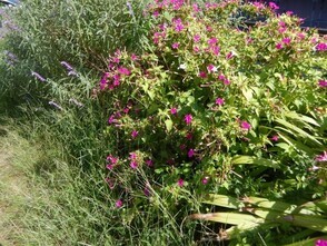 安川緑道2の花壇の写真2