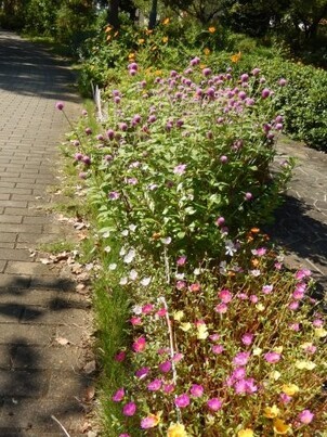 安川緑道花壇の写真2