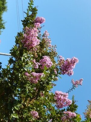 安川緑道の花壇の写真3