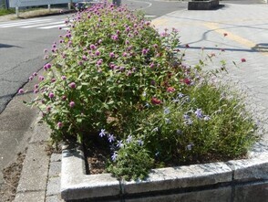 JR古市橋駅前の花壇の写真