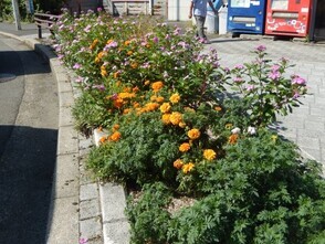 JR古市橋駅前の花壇の写真2