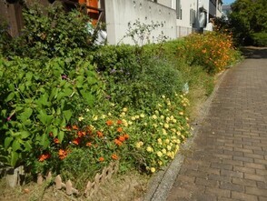 古市三丁目14の花壇の写真