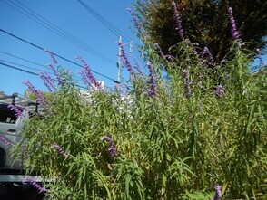 中須1丁目17の花壇の写真