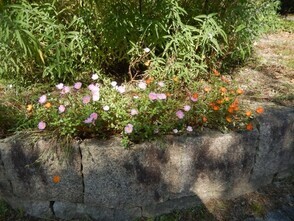 中須1丁目17の花壇の写真2